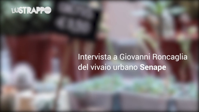 Senape, vivaio 2.0