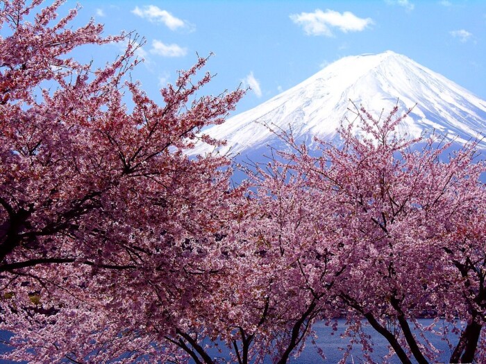 Hanami: la stagione della fioritura
